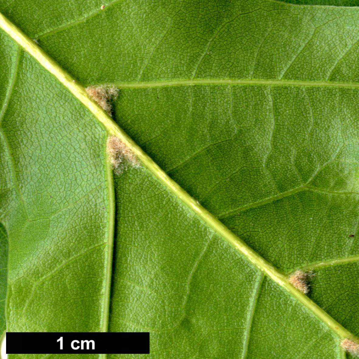 High resolution image: Family: Fagaceae - Genus: Quercus - Taxon: ×riparia (Q.rubra × Q.shumardii)